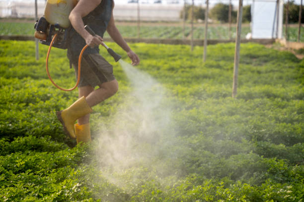 Best Wasp Removal Services  in Globe, AZ