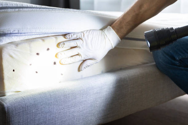 Best Ant Control Services  in Globe, AZ