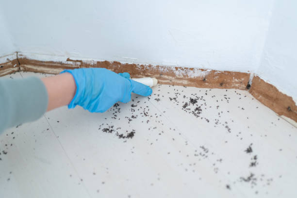 Best Pest Control for Businesses  in Globe, AZ